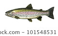 Big rainbow trout. River fish side view, illustration isolate realistic. 101548531