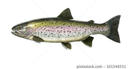 Big rainbow trout. River fish side view, illustration isolate realistic. 101548531