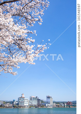 櫻花盛開的三熊川公園和日田沿岸的風景 101548597