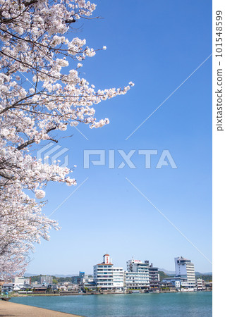 櫻花盛開的三熊川公園和日田沿岸的風景 101548599