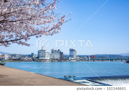 櫻花盛開的三熊川公園和日田沿岸的風景 101548601