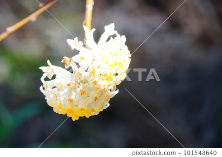 Yellow flowers of Mitsumata Yellow flowers of Mitsumata 101548640