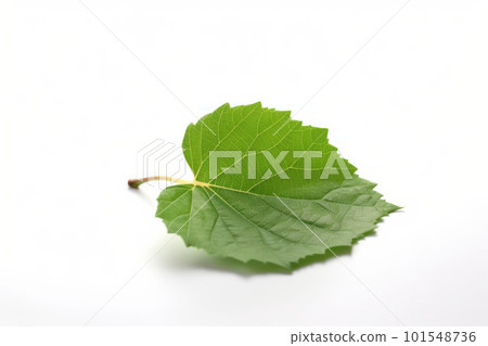 A single green leaf with a crisp and bright texture isolated on a white background. AI Generative. 101548736