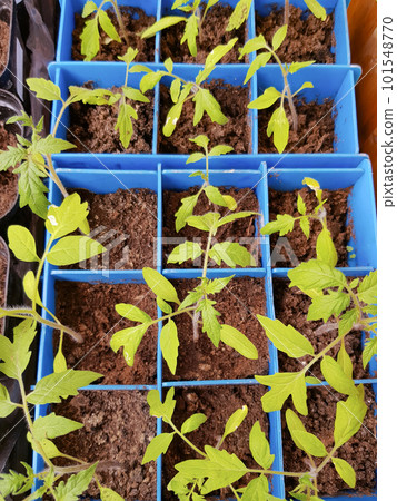 The concept of agriculture and farming. Top view of sprouted tomato seedlings in plastic containers. Growing vegetable seedlings for subsequent planting in open ground or greenhouses 101548770
