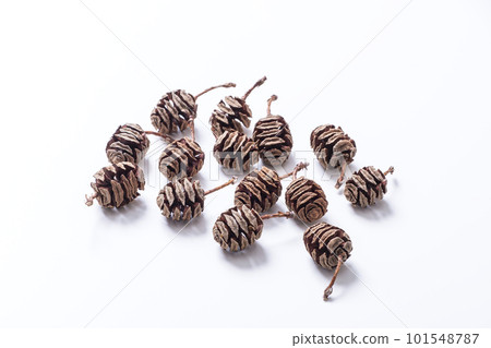 Metasequoia fruit Tree fruit Akebonosugi fruit 101548787