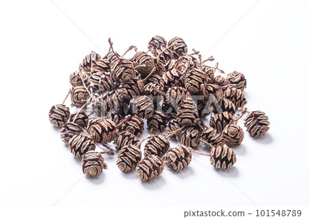 水杉果 樹果 曙杉果 水杉果 樹果 曙杉果 101548789