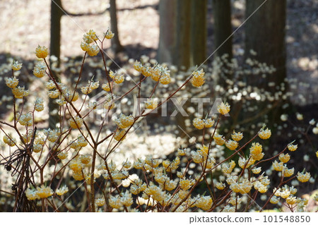 Mitumata花 Mitumata花 101548850