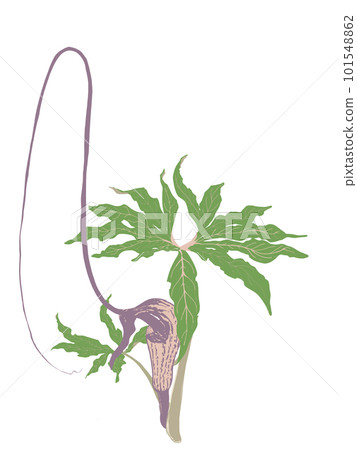 奇怪的植物，豪豬 101548862