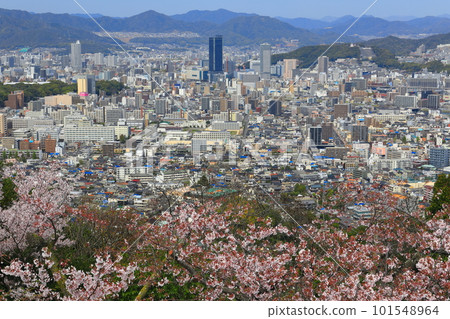 [Hiroshima Prefecture] Senbonzakura at Mt. Kogane and Hiroshima cityscape 101548964