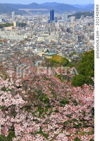 [Hiroshima Prefecture] Senbonzakura at Mt. Kogane and Hiroshima cityscape 101548969