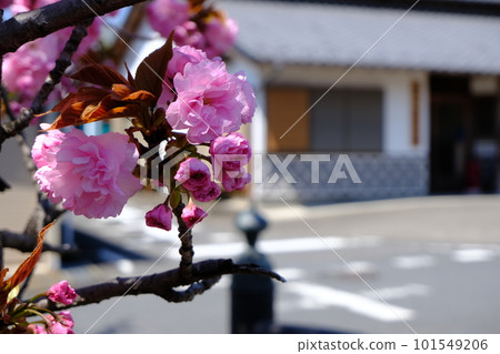 晴天重瓣櫻花盛開 101549206