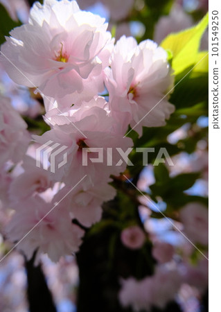 晴天重瓣櫻花盛開 101549250