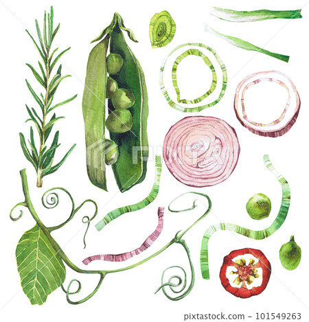 Watercolor illustration of vegetables. Hand-drawn set from isolated clip art on a white background. Bright and juicy pictures of realistic watercolor vegetables for menus, signs, packaging, textiles, Watercolor illustration of vegetables. Hand-drawn set from isolated clip art on a white background. Bright and juicy pictures of realistic watercolor vegetables for menus, signs, packaging, textiles, 101549263