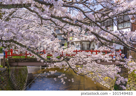 Kinosaki Onsen, around Kiyamachi Street, cherry blossoms in full bloom 101549483