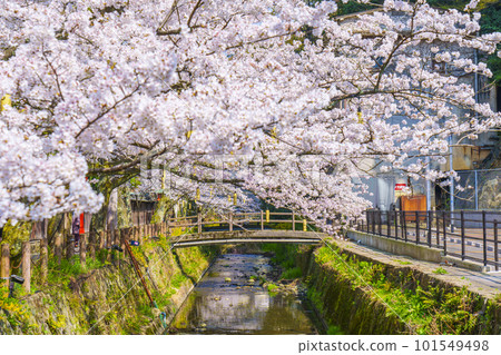 Kinosaki Onsen, around Kiyamachi Street, cherry blossoms in full bloom Kinosaki Onsen, around Kiyamachi Street, cherry blossoms in full bloom 101549498