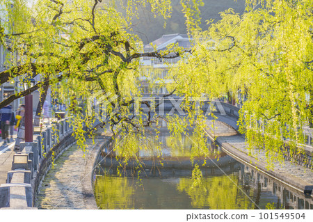 The townscape of Kinosaki Onsen on a sunny day, the elegant weeping willows 101549504