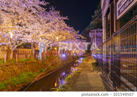 Kinosaki Onsen, around Kiyamachi Street, cherry blossoms in full bloom at night Kinosaki Onsen, around Kiyamachi Street, cherry blossoms in full bloom at night 101549507