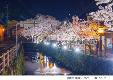 城崎溫泉、木屋町街周邊,夜晚的櫻花盛開 城崎溫泉、木屋町街周邊,夜晚的櫻花盛開 101549508
