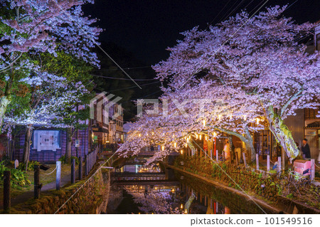城崎溫泉、木屋町街周邊，夜晚的櫻花盛開 101549516