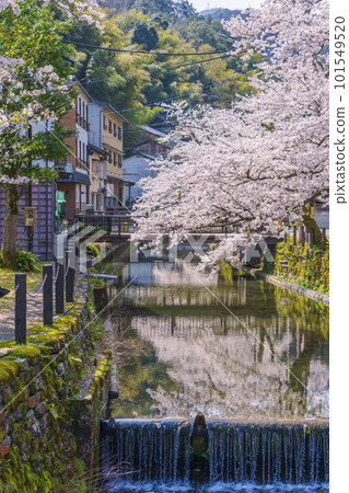 城崎溫泉，木屋町街周邊，櫻花盛開 101549520