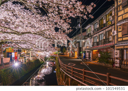 Kinosaki Onsen Yakushibashi area Cherry blossoms in full bloom at night 101549531