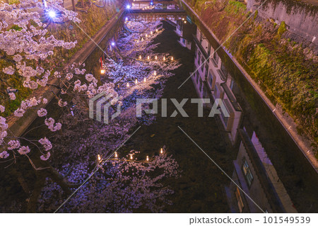 城崎溫泉、木屋町周邊、大谷川倒映的櫻花 城崎溫泉、木屋町周邊、大谷川倒映的櫻花 101549539