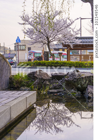城崎溫泉站前的一棵櫻花樹 從里之湯看到的倒立的櫻花樹 城崎溫泉站前的一棵櫻花樹 從里之湯看到的倒立的櫻花樹 101549546
