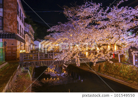 Kinosaki Onsen, around Kiyamachi-dori Street, illuminated at night for a magical view of the cherry blossoms 101549550