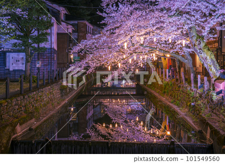 Kinosaki Onsen, around Kiyamachi-dori Street, illuminated at night for a magical view of the cherry blossoms 101549560