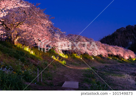 《靜岡縣》河津櫻花和夜櫻盛開的南伊豆町 《靜岡縣》河津櫻花和夜櫻盛開的南伊豆町 101549873