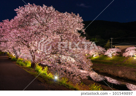 《靜岡縣》河津櫻花和夜櫻盛開的南伊豆町 《靜岡縣》河津櫻花和夜櫻盛開的南伊豆町 101549897