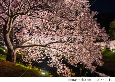 《靜岡縣》河津櫻花和夜櫻盛開的南伊豆町 《靜岡縣》河津櫻花和夜櫻盛開的南伊豆町 101549910
