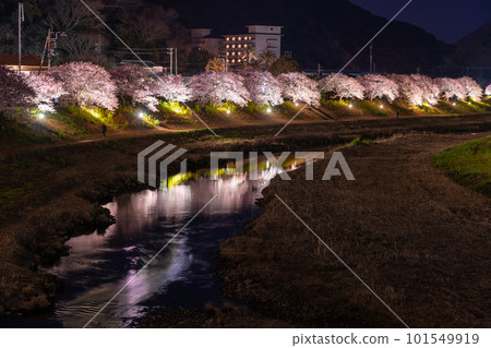 《Shizuoka Prefecture》 Minamiizu Town where Kawazu cherry blossoms and night cherry blossoms are in full bloom 101549919