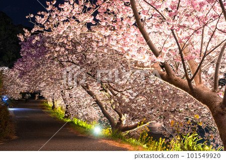 《Shizuoka Prefecture》 Minamiizu Town where Kawazu cherry blossoms and night cherry blossoms are in full bloom 101549920