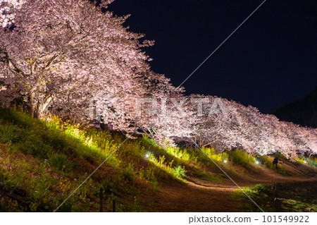 《Shizuoka Prefecture》 Minamiizu Town where Kawazu cherry blossoms and night cherry blossoms are in full bloom 《Shizuoka Prefecture》 Minamiizu Town where Kawazu cherry blossoms and night cherry blossoms are in full bloom 101549922