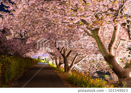 《靜岡縣》河津櫻花和夜櫻盛開的南伊豆町 101549923