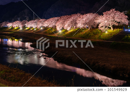 《Shizuoka Prefecture》 Minamiizu Town where Kawazu cherry blossoms and night cherry blossoms are in full bloom 《Shizuoka Prefecture》 Minamiizu Town where Kawazu cherry blossoms and night cherry blossoms are in full bloom 101549929