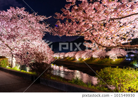 《Shizuoka Prefecture》 Minamiizu Town where Kawazu cherry blossoms and night cherry blossoms are in full bloom 《Shizuoka Prefecture》 Minamiizu Town where Kawazu cherry blossoms and night cherry blossoms are in full bloom 101549930