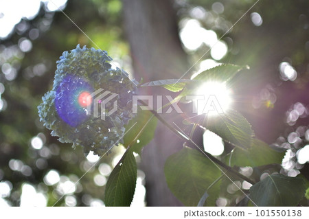 Hydrangea in full bloom shining in the light 101550138