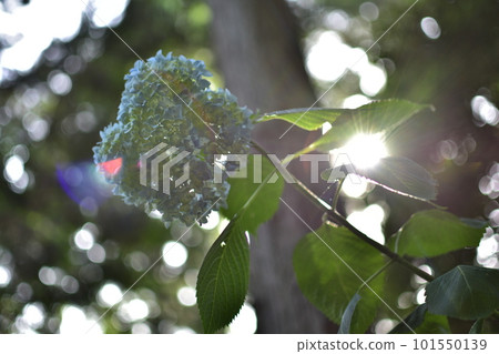 A butterfly perched on a hydrangea A butterfly perched on a hydrangea 101550139