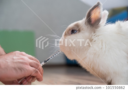 A man gives a rabbit medicine from a syringe. Bunny drinks from a syringe.  101550862