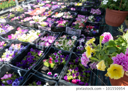 Plant nursery for sale in pots. Landscaping of the garden and terraces. Selling flower seedlings in pots Plant nursery for sale in pots. Landscaping of the garden and terraces. Selling flower seedlings in pots 101550954