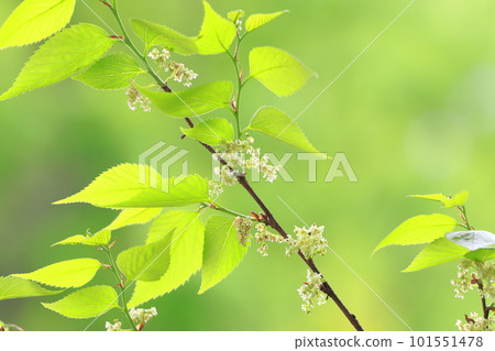 White muku tree (Mukunoki flower) 101551478