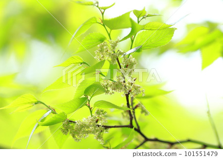 White muku tree (Mukunoki flower) White muku tree (Mukunoki flower) 101551479