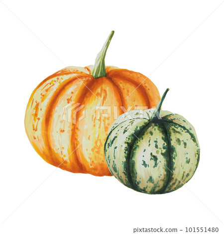 Watercolor composition of autumn pumpkins isolated. Thanksgiving, Halloween illustration for designers, scrapbooking. For designers, postcards, party Invitations, wrapping paper, covers. For posters Watercolor composition of autumn pumpkins isolated. Thanksgiving, Halloween illustration for designers, scrapbooking. For designers, postcards, party Invitations, wrapping paper, covers. For posters 101551480