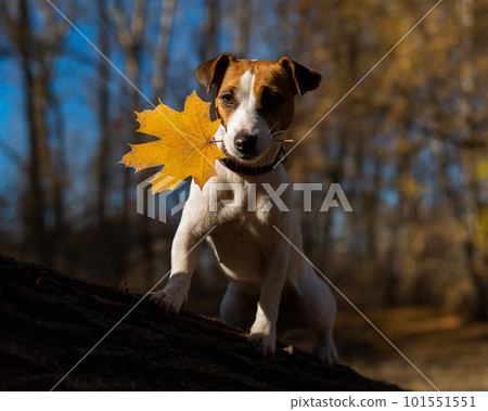Jack russell terrier dog walks in the evening in the autumn forest in the evening. Jack russell terrier dog walks in the evening in the autumn forest in the evening. 101551551