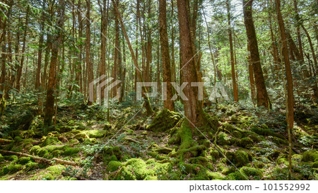 Vast Aokigahara Sea of Trees at the foot of Mt.Fuji / Distress Image 101552992