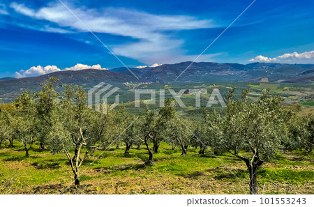 Olive trees in a row. Plantation, green grass 101553243