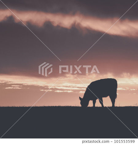 Cows fed grass, in countryside, Pampas, Patagonia,Argentina Cows fed grass, in countryside, Pampas, Patagonia,Argentina 101553599