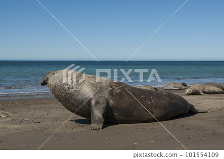 Male elephant seal, Peninsula Valdes, Patagonia, Argentina Male elephant seal, Peninsula Valdes, Patagonia, Argentina 101554109